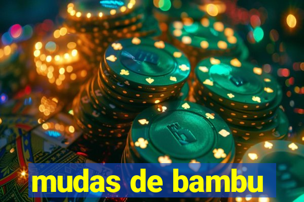 mudas de bambu