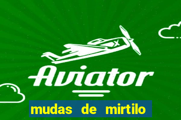 mudas de mirtilo em porto alegre