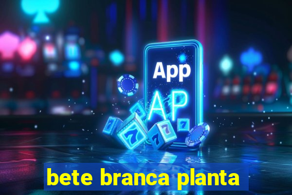 bete branca planta