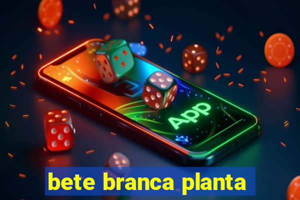 bete branca planta