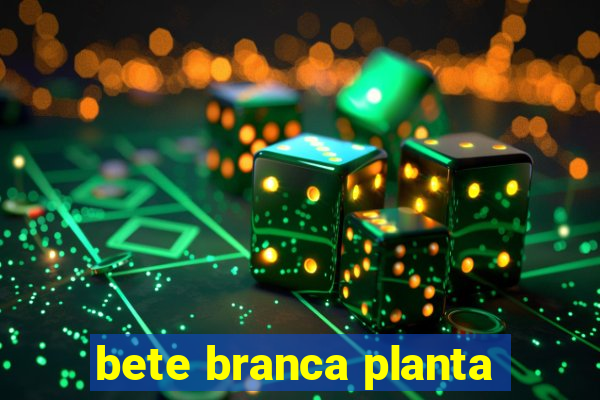 bete branca planta