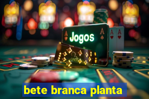 bete branca planta