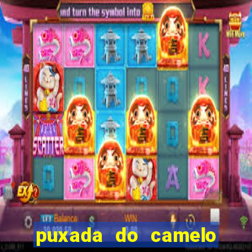 puxada do camelo no jogo do bicho