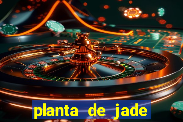 planta de jade significado espiritual