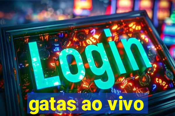 gatas ao vivo